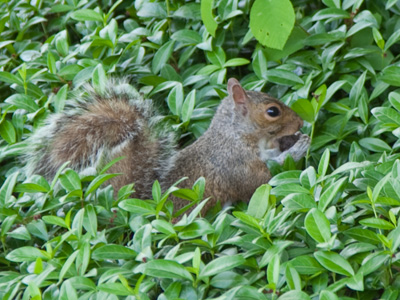 WARNING:  Contains nuts.