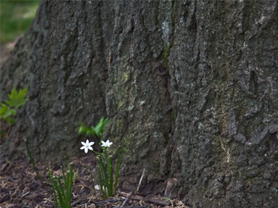 What grows between the elephant`s toes.