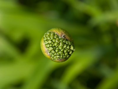 Brilliant botanists have created a peony without a stem (which works great, until the wind blows).