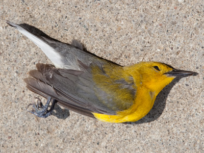 It wasn`t there later in the day, so I`m hoping it woke up with a slight headache and flew away.