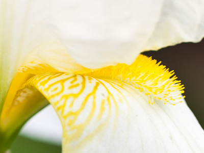 So many flower closeups represents a lack of creativity on my part.  When running out of ideas, zoom in on a flower!