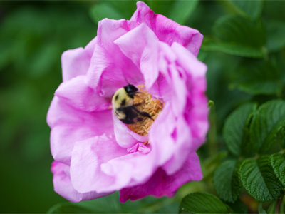 How not to take a bee photograph.  [Don`t you get tired of hearing me -- er, reading me -- gripe about my pictures?]