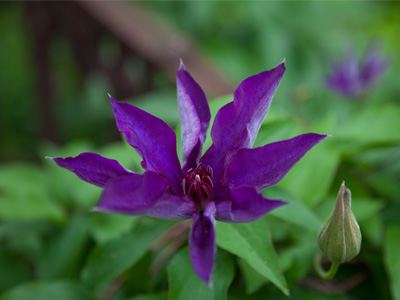 The lady who planted these flowers no longer lives here, but they bloom in her memory.