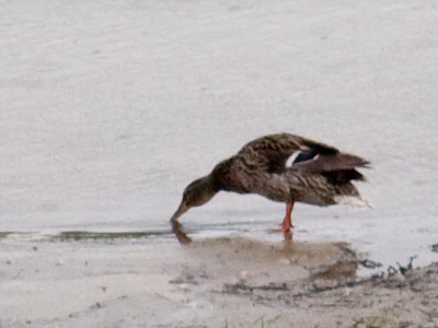 Seriously, you don`t want to drink from the Great Miami River.