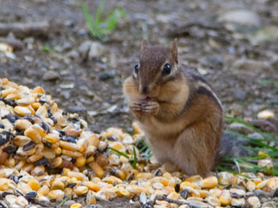 A colleague from Europe asked me to photograph a chipmunk so he could send it to people back home.