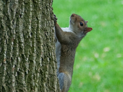 In a recent CNN poll, 39% of people had eaten squirrel, 29% had not but wanted to, and 31% said `No way!`