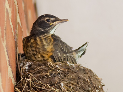 Not ready to leave the nest yet, but thinking about it.