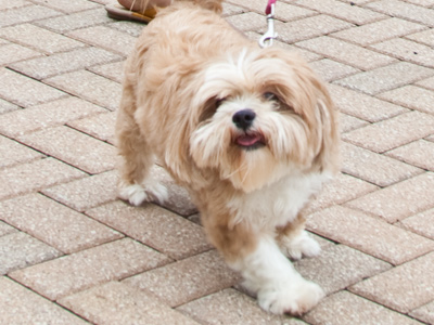 Ginger, the excitable lhasa apso.