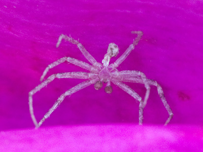 Like a seedling, this tiny creature floated on the breeze, then landed on a flower and took up a defensive position.