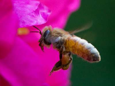 Finally I had the little lens on to shoot something little!