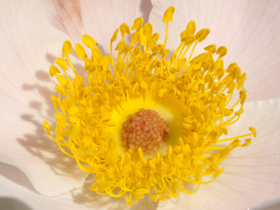 Softly, as in a morning sunrise, the light of love comes stealing into a newborn day.  OSCAR HAMMERSTEIN II