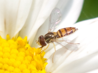 Do bugs know that it`s really hot outside?