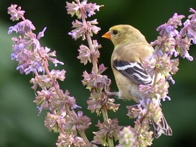 What did my camera and lens cost?  Who cares, just look.