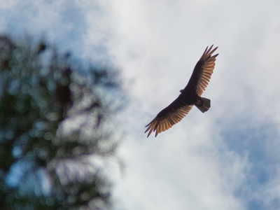 No, not another hawk already.  This was much bigger.