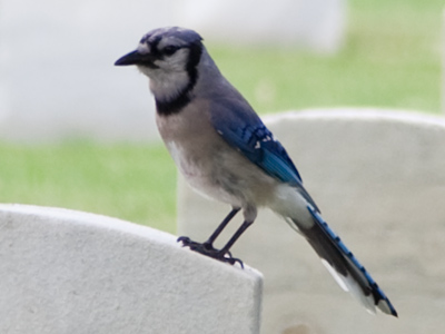 In my eighth year of taking pictures, I finally get a bluejay.