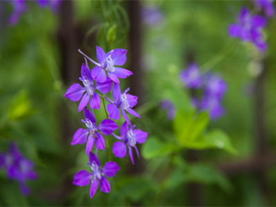 Three days until summer.