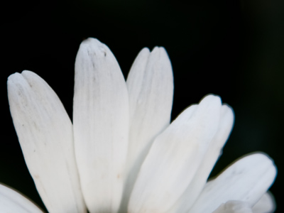 I`m half crazy, all for the love of you.