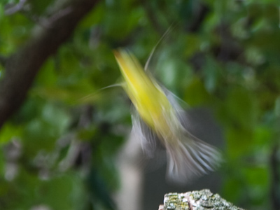For all of you budding photographers out there, 1/40th of a second is too slow for a goldfinch.