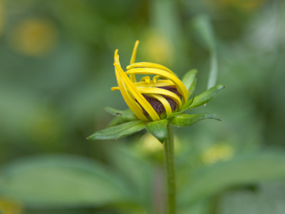 No, you can`t tell it`s a toupee.  It looks perfectly real.