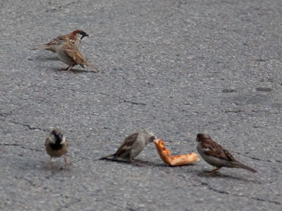 Nothing attracts a crowd like free pizza.