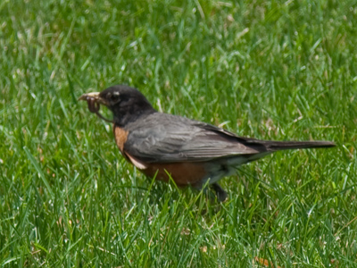 The phrase `You eat like a bird` should really mean, `You never stop eating,` since that`s what they do all day.