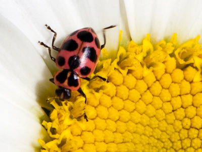 May you find what you`re looking for, little bug.