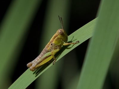 Oh look, another closeup picture of a bug.