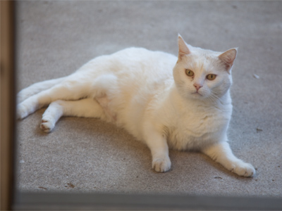 I am still beseiged by a cat (see June 19 and 25 above).