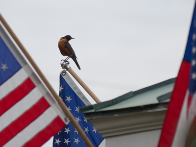 Happy 235th Birthday!