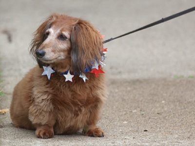 Patriotic pooch.