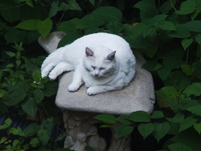 Resting up before attacking me again (see June 19, 25 and 29, 2011).