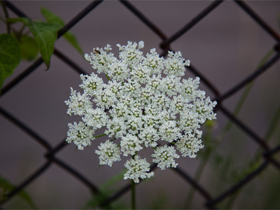 Poor relation of the flower.