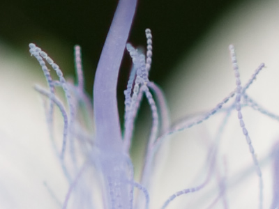 I feel like I`m not SUPPOSED to see something this small.