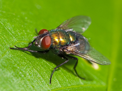 It flew away just as I was about to get REALLY close.