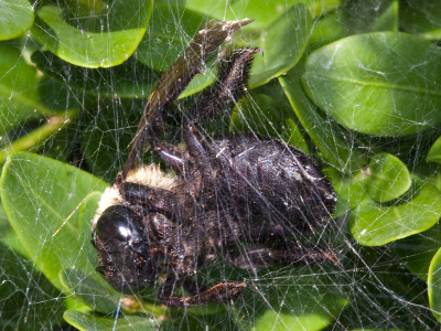 The bee`s fatal bumble.