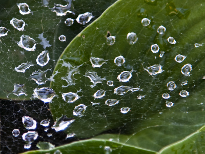 A spider sleeps here.