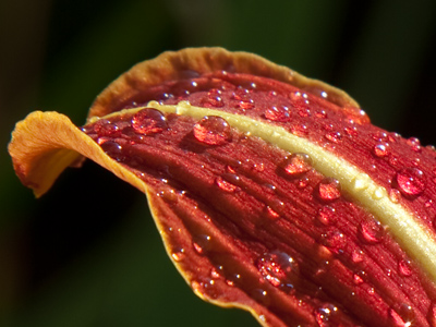 This isn`t even my closeup lens.  It`s just good glass.