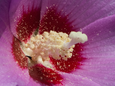 How they do a pollen count:  one, two, three, four . . . 