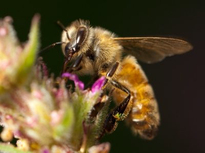 On the rare occasion bees get mad, they usually come after the camera, not me.  I haven`t been stung . . . yet.