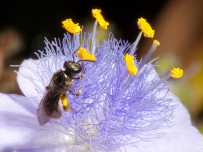 Since you`ve been so good, you get TWO bees today.