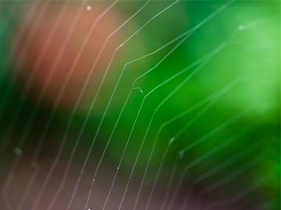 One of my workshop participants discovered this web and we both struggled to capture it clearly with our cameras.