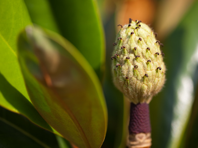 This will soon bloom into a massive blossom.