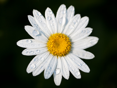 Not my first dewy daisy picture, but perhaps my best.