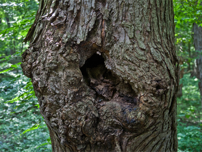 Did you see that movie `To Kill a Mockingbird`?