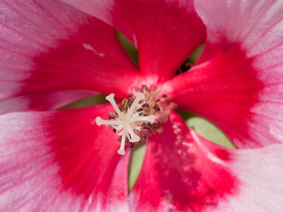 Really -- I`ll back off the flowers for a while.