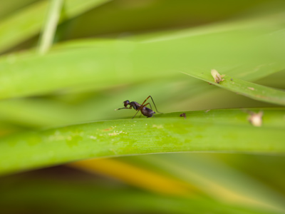 Leave it to me to find the world`s only anti-social ant.