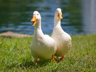 They rushed toward me hungrily, but were disappointed.