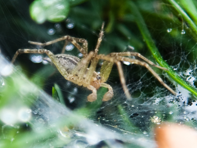 Creepy, but they do more good than harm.