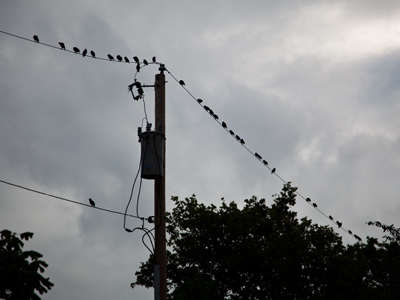 I`m the bird on the wire by itself.