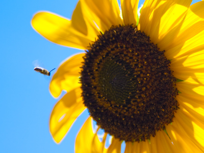 Heard the latest buzz?